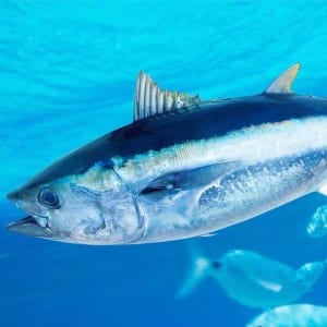 Atlantic Bluefin Tuna Fishing
