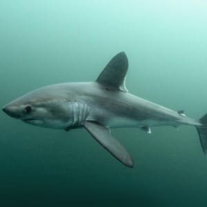 Shark Fishing