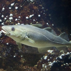 Cod Fishing