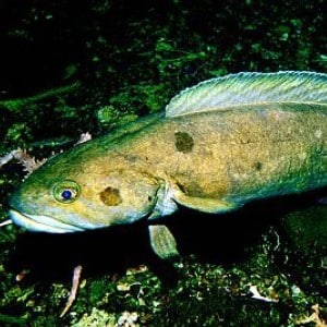 Cusk Fishing