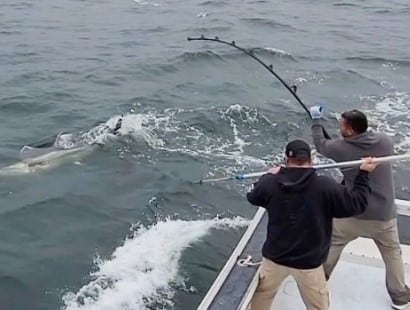 Maine Shark Fishing Charter