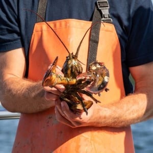 Lobster Fishing