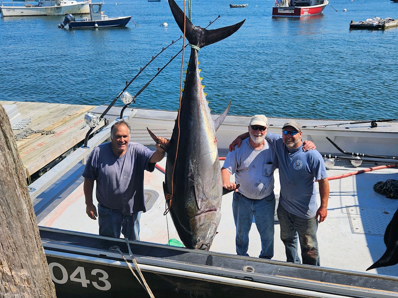 Maine Shark Fishing Charter